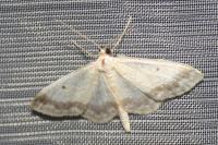 Idaea biselata