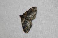 Xanthorhoe ferrugata