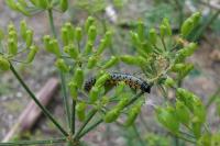 Depressaria radiella