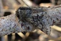 Apocheima hispidaria