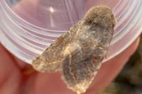Orthosia incerta
