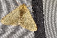 Phigalia pilosaria