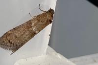 Tortricodes alternella