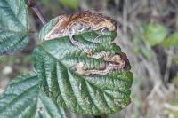 Stigmella aurella