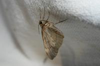 Xanthorhoe ferrugata