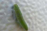 Pieris rapae