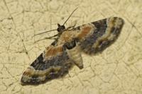 Eupithecia linariata