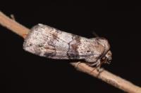 Cymatophorina diluta