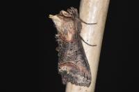 Abrostola triplasia