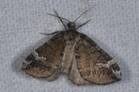 Perizoma lugdunaria