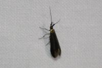Coleophora alcyonipennella