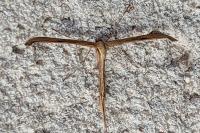 Emmelina monodactyla