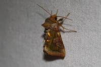 Diachrysia stenochrysis