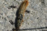Lasiocampa quercus