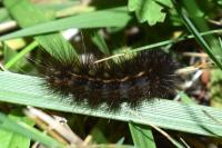 Spilosoma lubricipeda