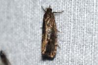 Cydia splendana