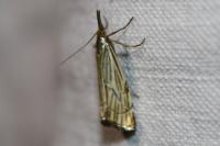 Chrysocramboides craterellus