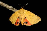 Diacrisia purpurata