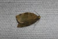 Pandemis dumetana