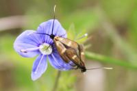 Micropterix aruncella