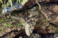 Apocheima hispidaria