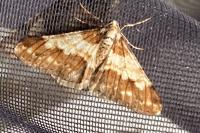 Agriopis leucophaearia