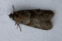 Tortricodes alternella