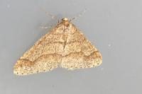 Phigaliohybernia marginaria