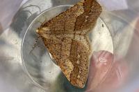 Phigaliohybernia marginaria