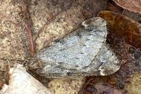 Alsophila aescularia