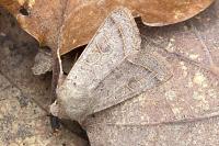 Orthosia cerasi