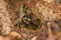 Apocheima hispidaria