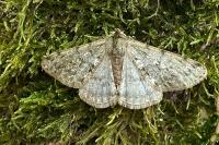 Phigalia pilosaria