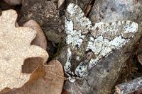 Biston strataria