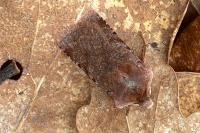 Cerastis rubricosa