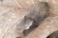 Orthosia incerta