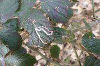 Stigmella aurella