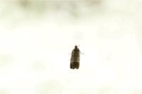 Cydia pomonella
