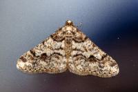 Agriopis leucophaearia