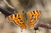 Polygonia c-album