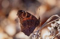 Aglais io