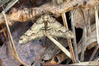 Agriopis leucophaearia