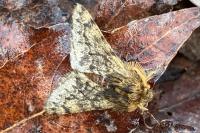 Apocheima hispidaria