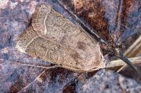 Orthosia cerasi