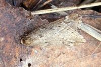 Alsophila aescularia