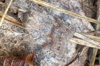 Orthosia incerta