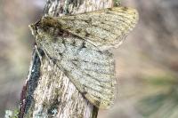 Phigalia pilosaria