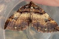 Earophila badiata