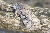 Xylocampa areola