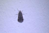 Borkhausenia nefrax